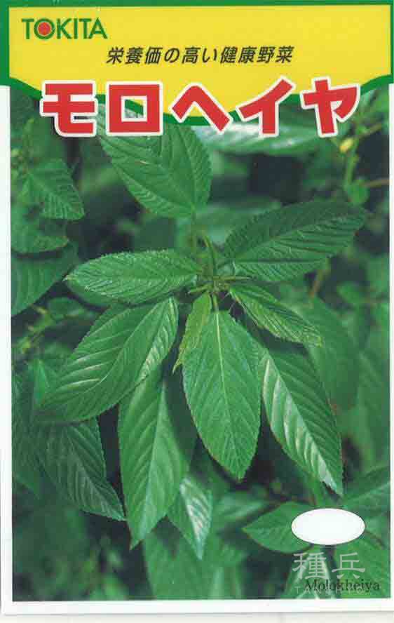 モロヘイヤ 種 『モロヘイヤ』  トキタ種苗