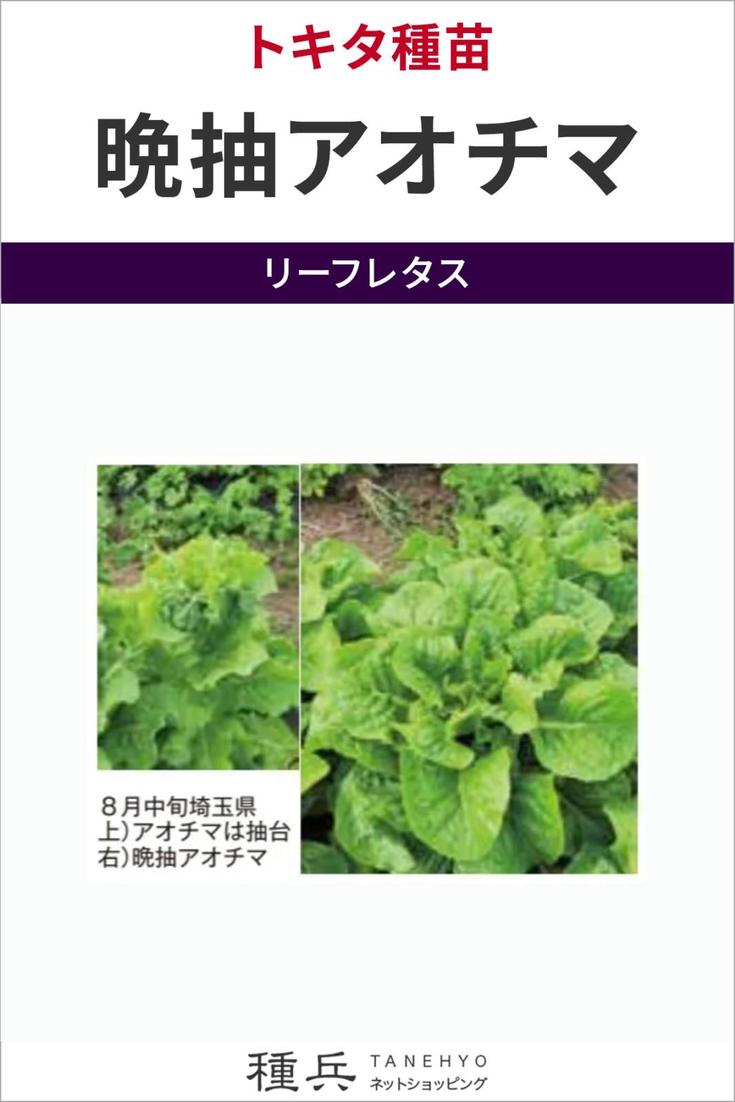 リーフレタス 種 『晩抽アオチマ』  トキタ種苗