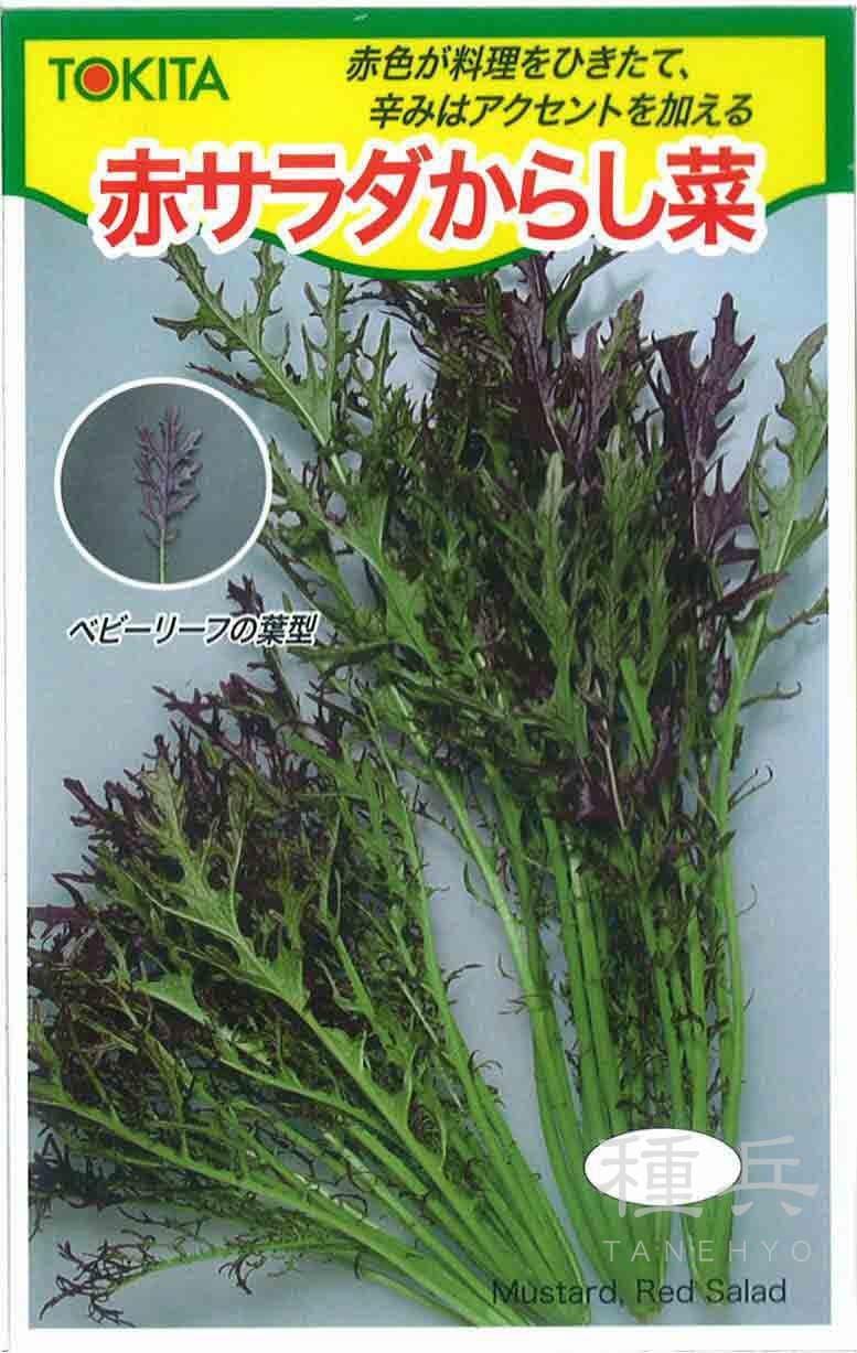 カラシナ 種 『赤サラダからし菜』  トキタ種苗