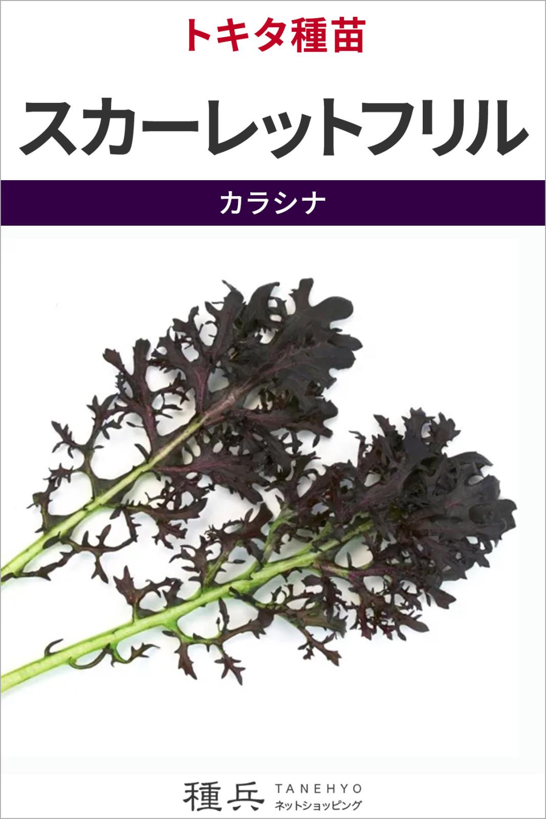 カラシナ 種 『スカーレットフリル』  トキタ種苗