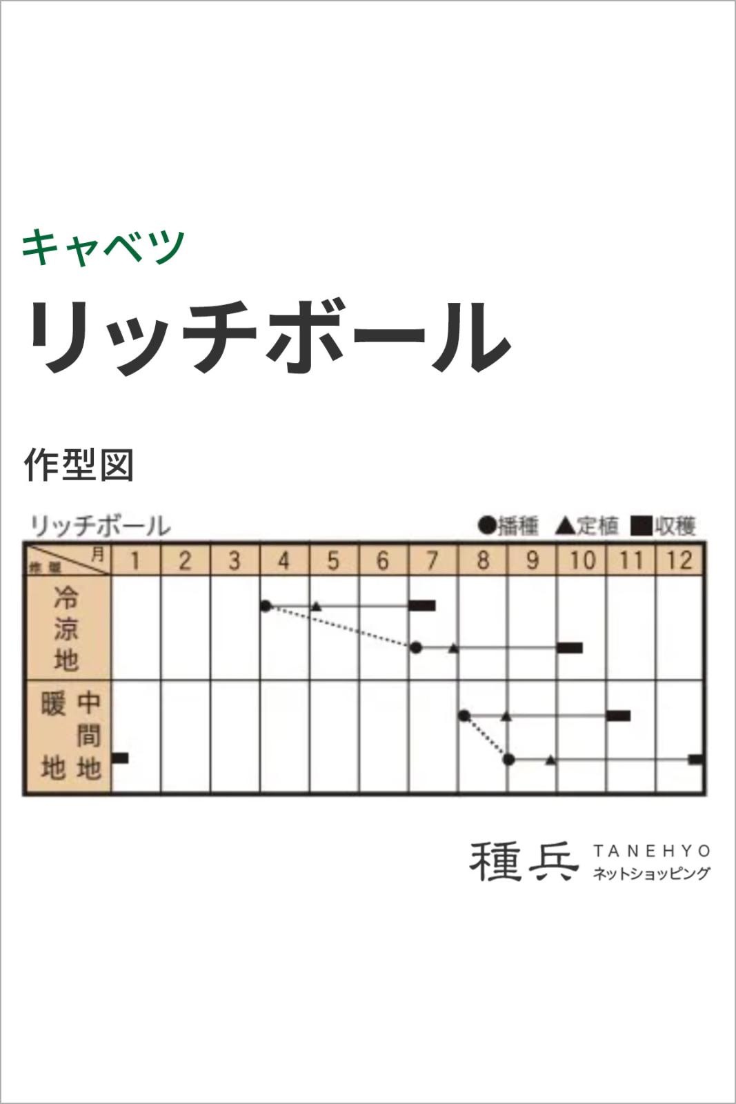 キャベツ 種 『リッチボール（TSX-206）』 トキタ種苗 | たね,葉