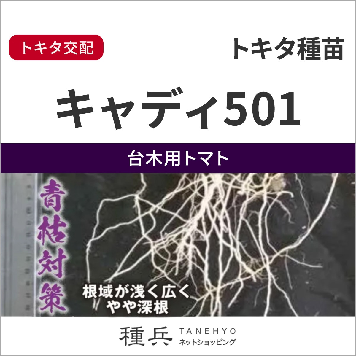 台木用トマト 種 『キャディ501』  トキタ種苗