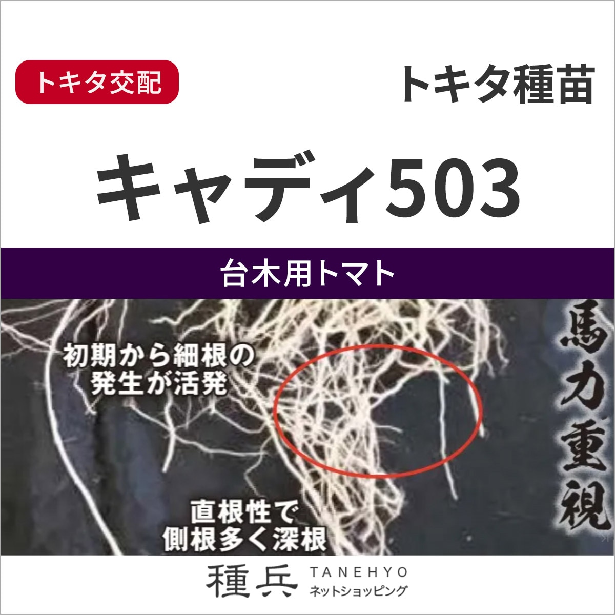 台木用トマト 種 『キャディ503』  トキタ種苗