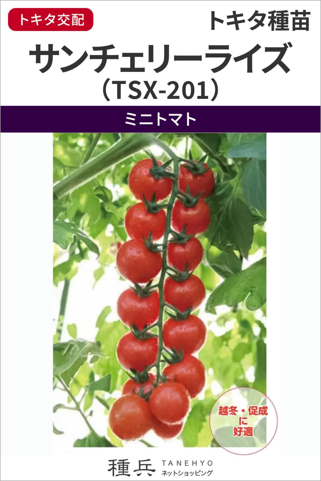 ミニトマト 種 『サンチェリーライズ（TSX-201）』 トキタ種苗 | たね
