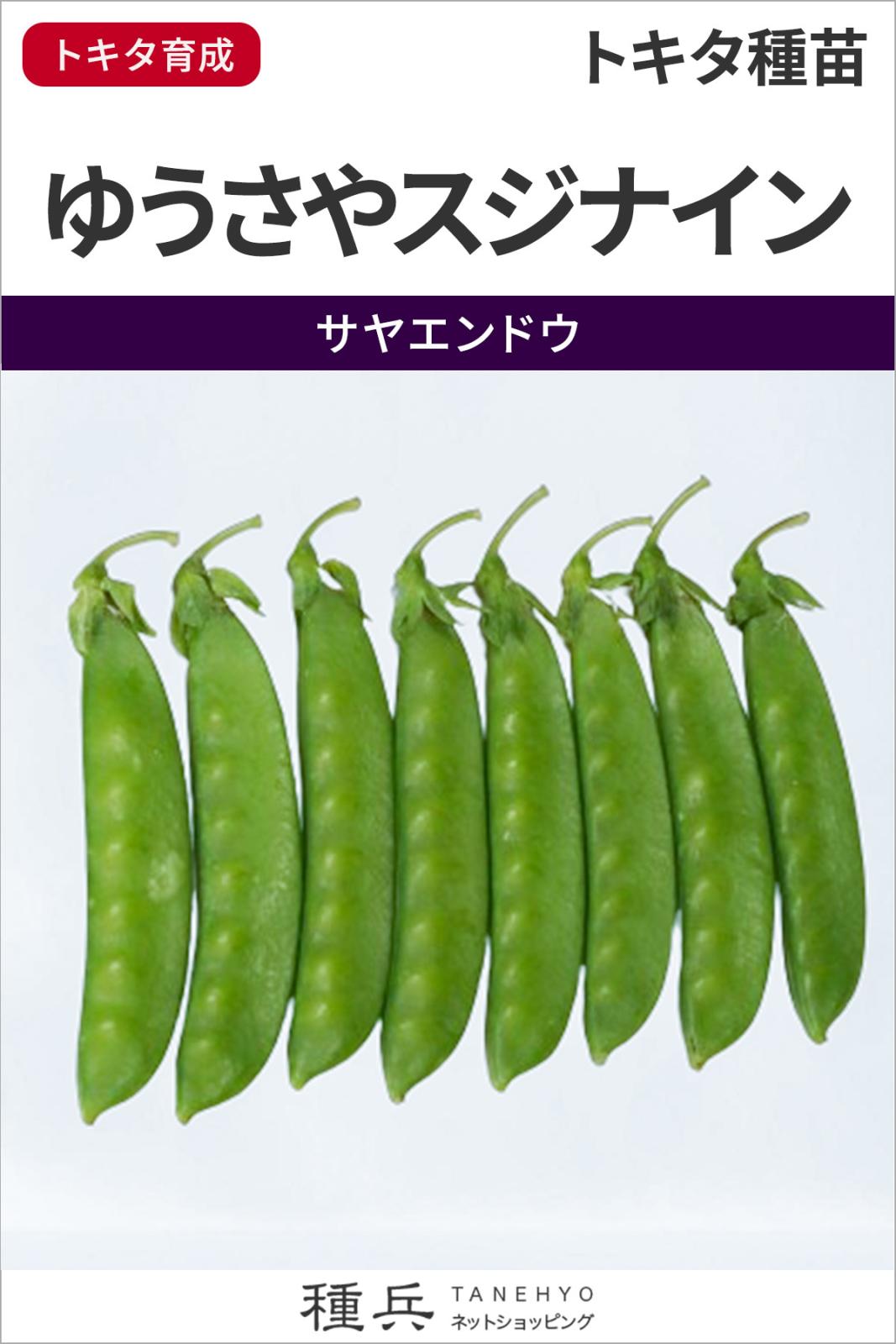 絹さやエンドウ 種 『ゆうさやスジナイン』  トキタ種苗