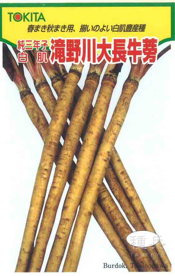 ゴボウ 種 『三年子滝野川大長』  トキタ種苗