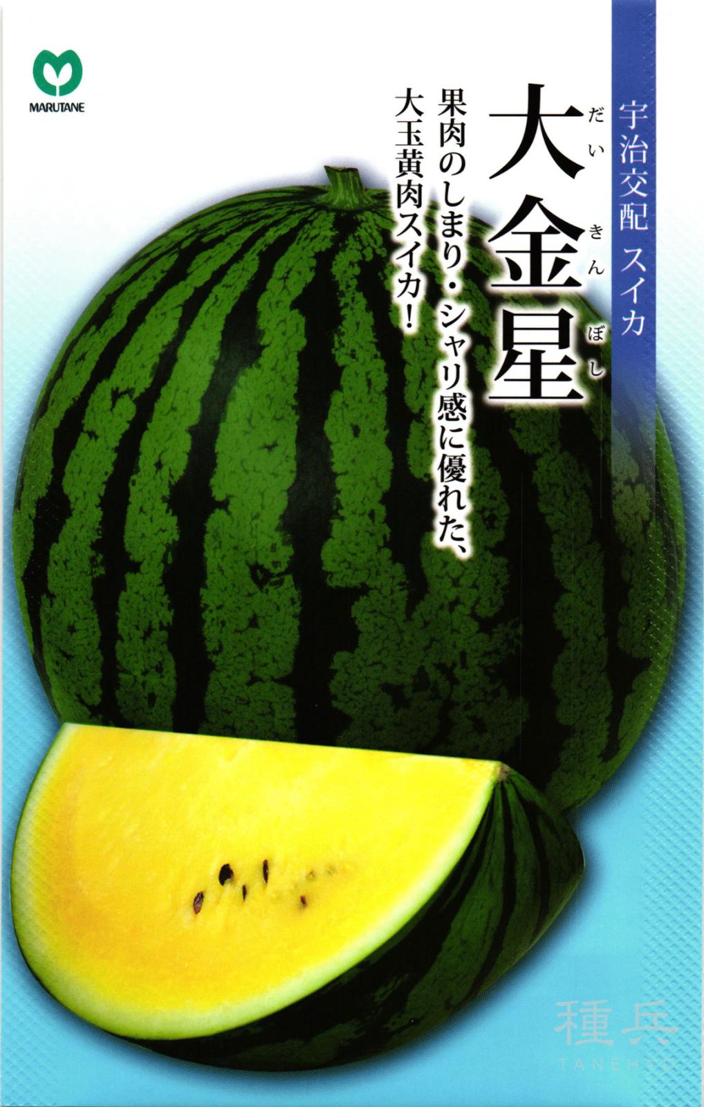 黄肉大玉スイカ 種 『大金星』  丸種