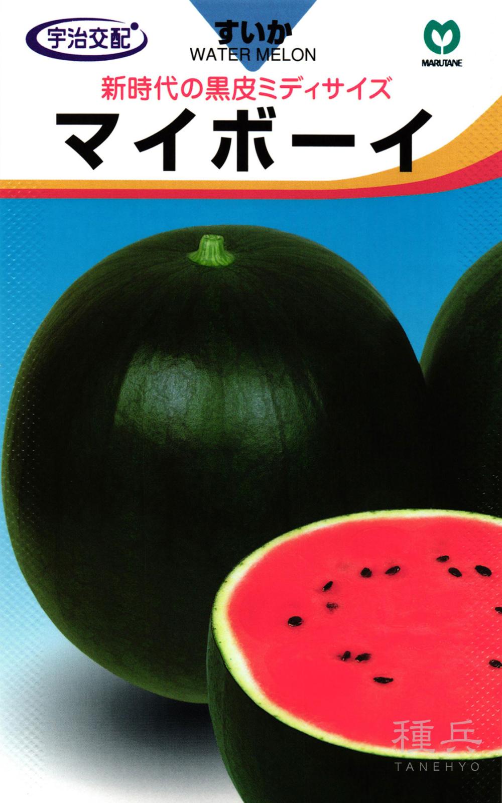 中玉スイカ 種 『マイボーイ』  丸種
