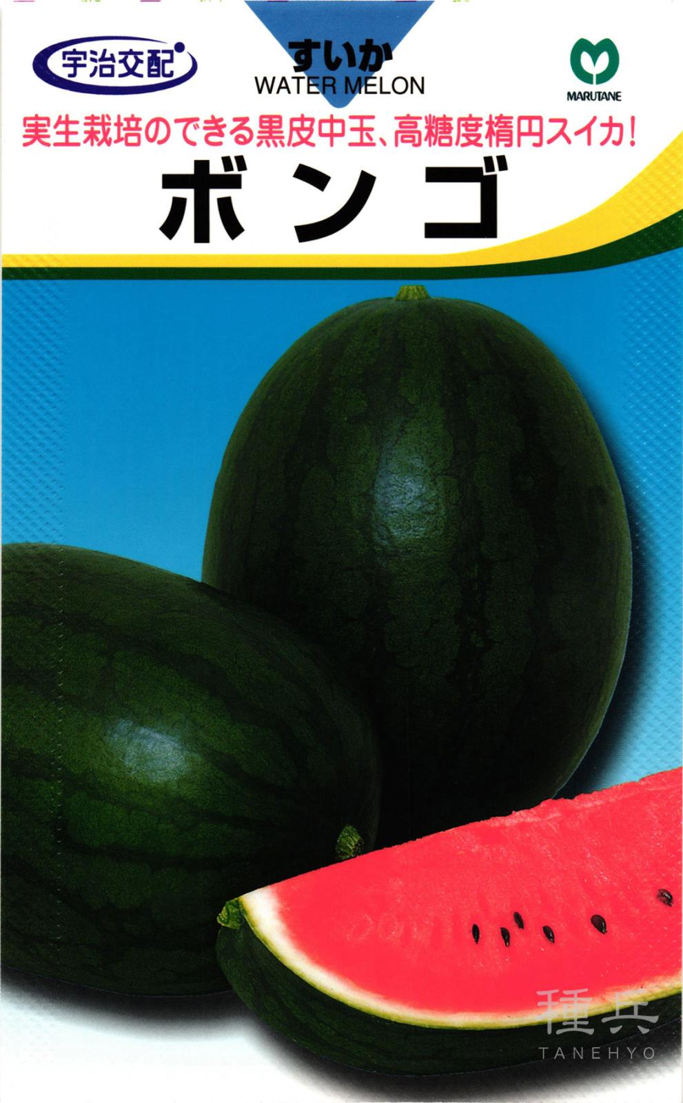 中玉スイカ 種 『ボンゴ』  丸種