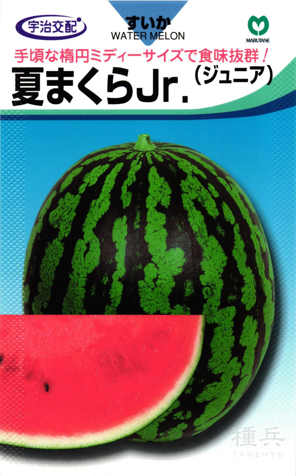 中玉スイカ 種 『夏まくらJr（なつまくらジュニア）』  丸種