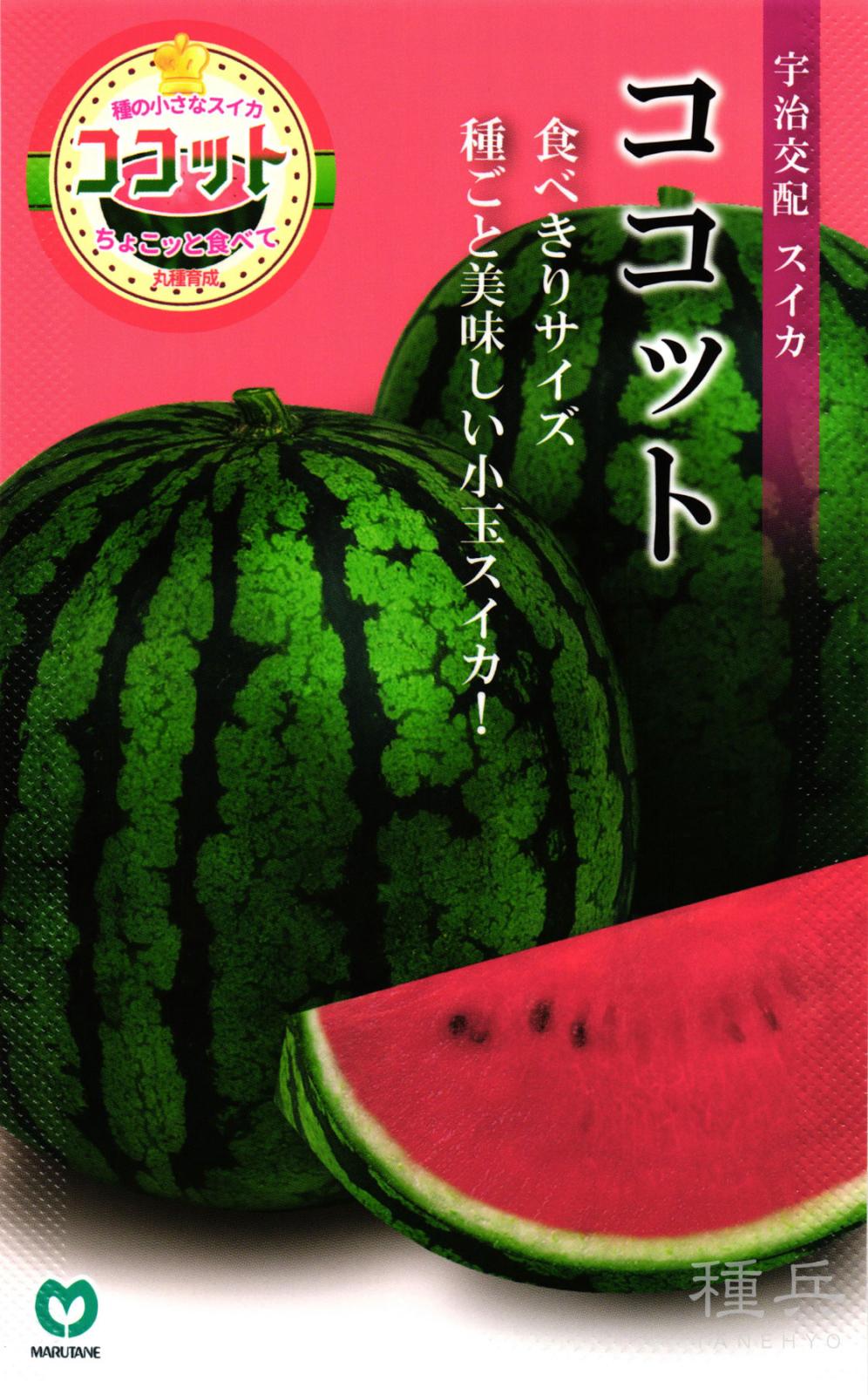 小玉スイカ 種 『ココット』  丸種