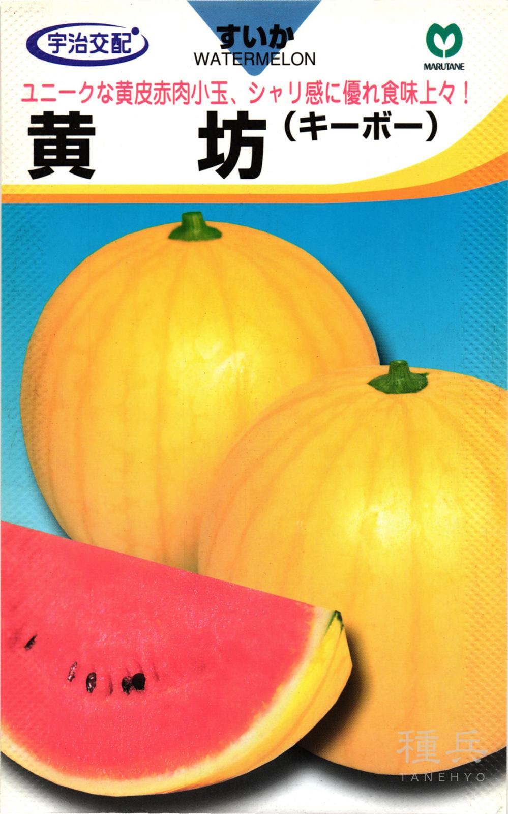 小玉スイカ 種 『黄坊』  丸種