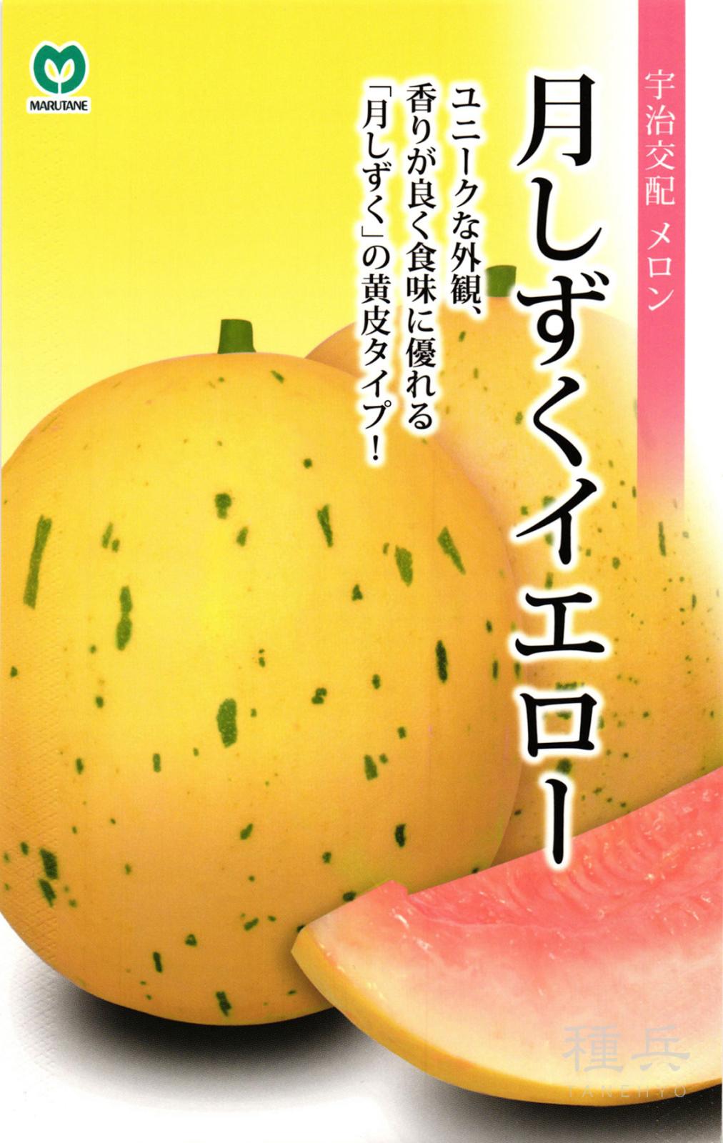 黄皮ノーネットメロン 種 『月しずくイエロー』  丸種