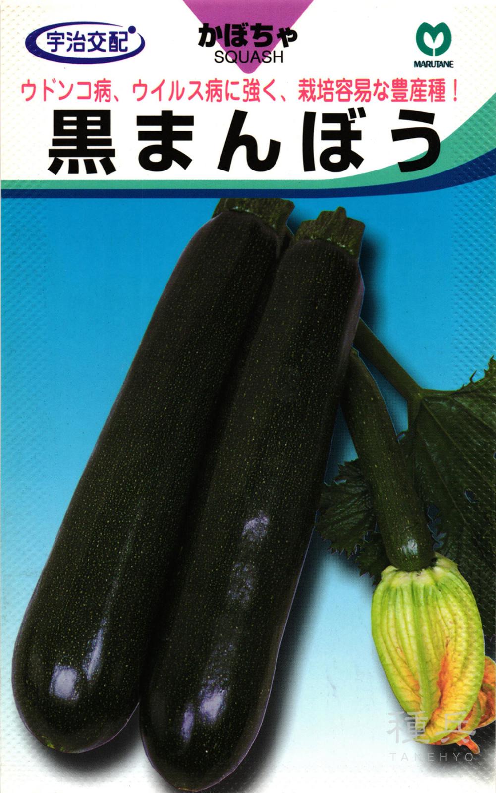 ズッキーニ 種 『黒まんぼう』  丸種
