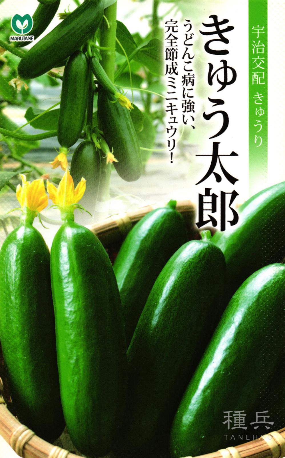 ミニキュウリ 種 『きゅう太郎』  丸種