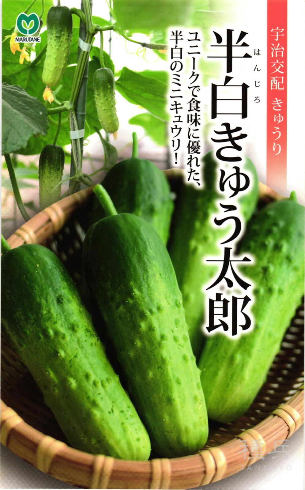 半白ミニキュウリ 種 『半白きゅう太郎』  丸種