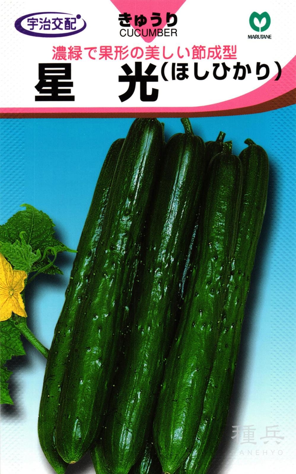 キュウリ 種 『星光』  丸種