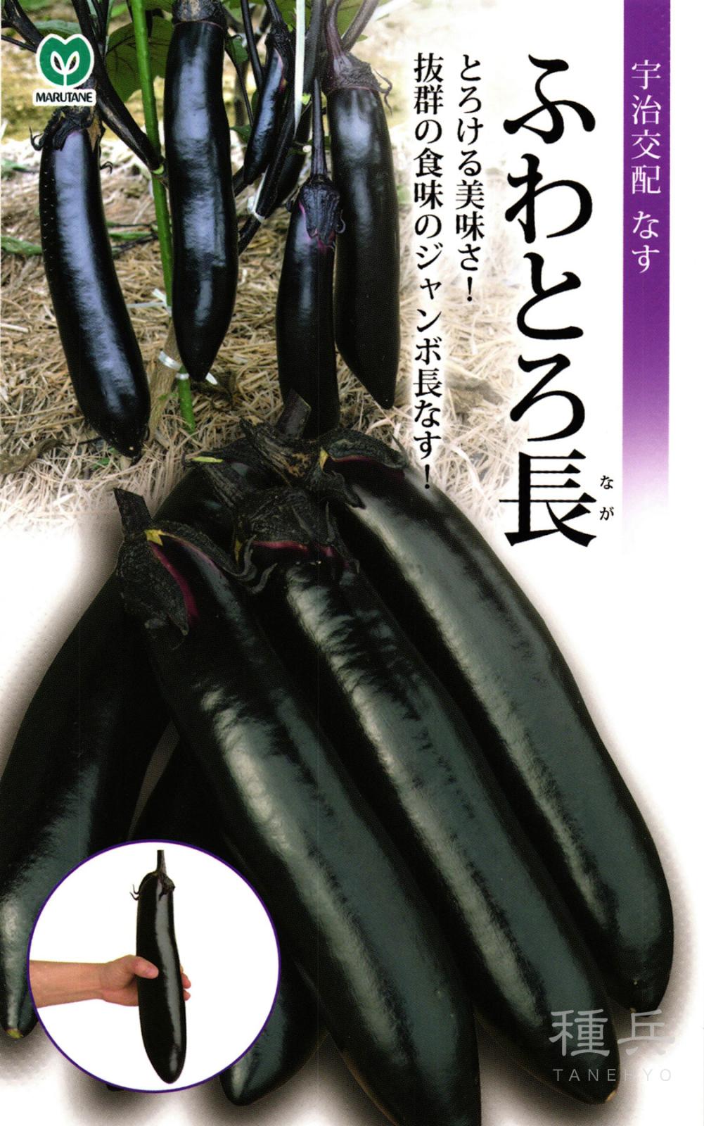 ジャンボ長ナス 種 『ふわとろ長』  丸種