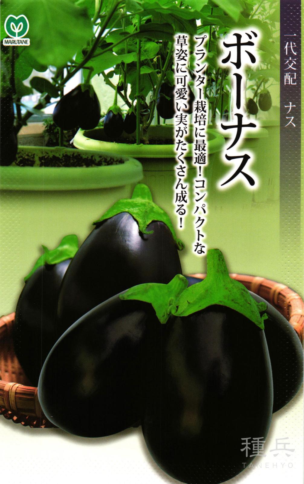 丸ナス 種 『ボーナス』  丸種