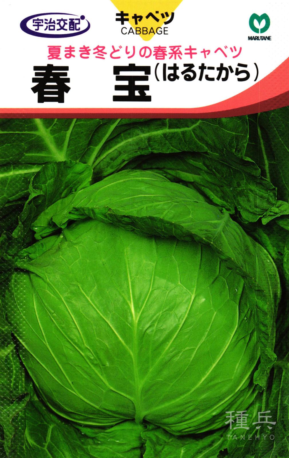 サワーキャベツ 種 『春宝』  丸種