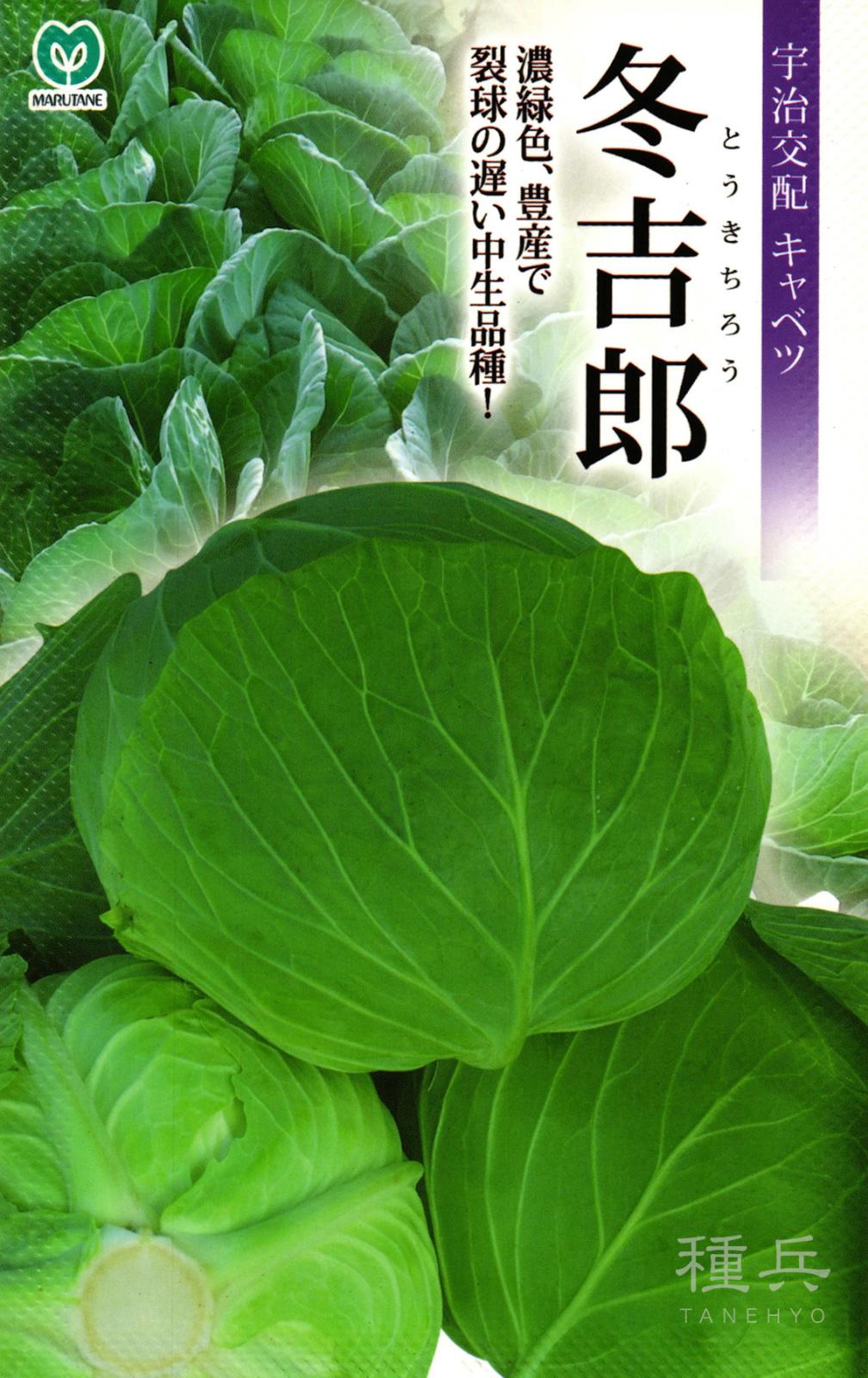 冬どりキャベツ 種 『冬吉郎』  丸種