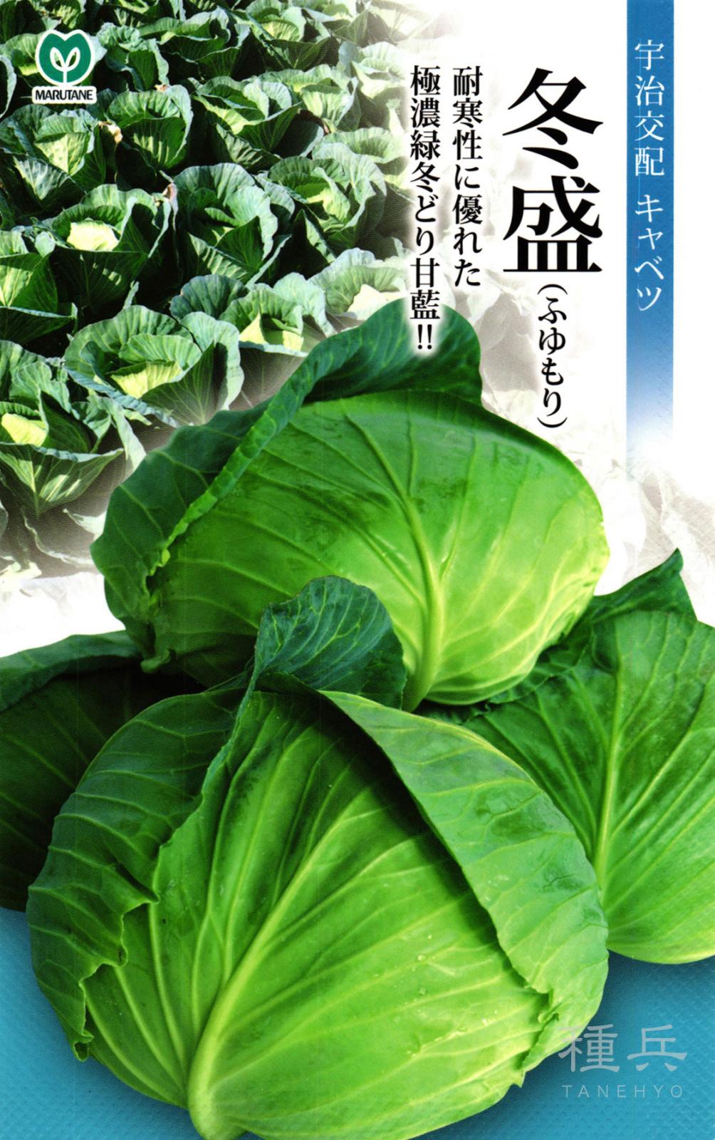 冬どりキャベツ 種 『冬盛』  丸種