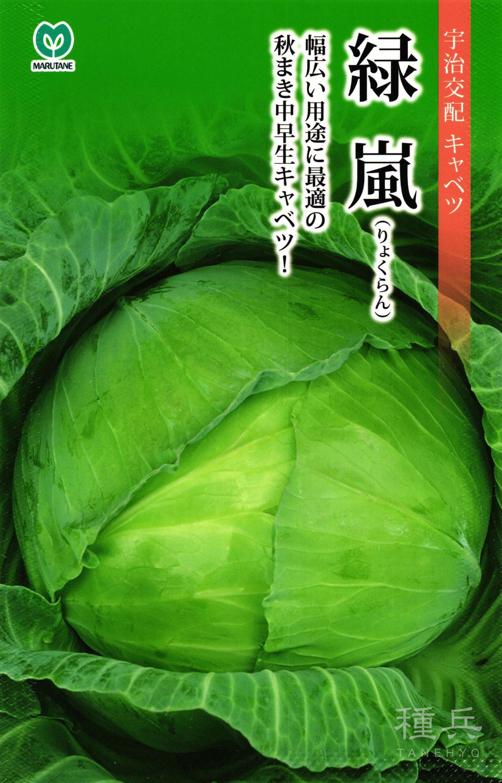 秋まき中早生キャベツ 種 『緑嵐』  丸種