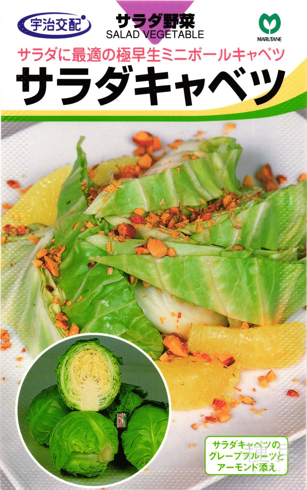 夏秋どりキャベツ 種 『サラダキャベツ』  丸種