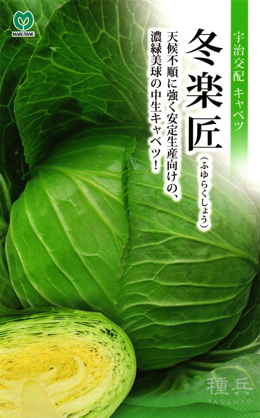 年内～冬どりキャベツ 種 『冬楽匠』  丸種