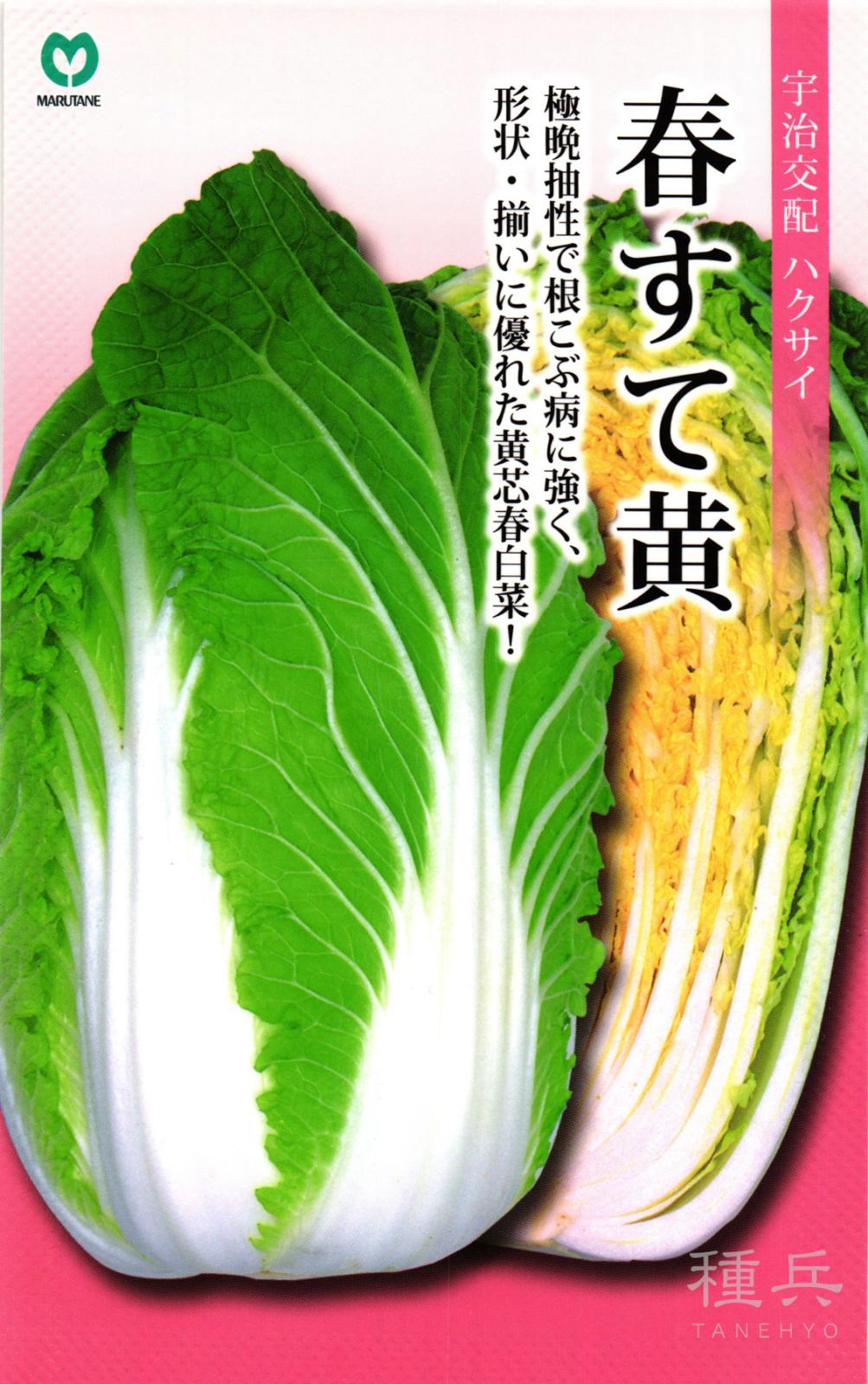 黄芯春ハクサイ 種 『春すて黄』  丸種