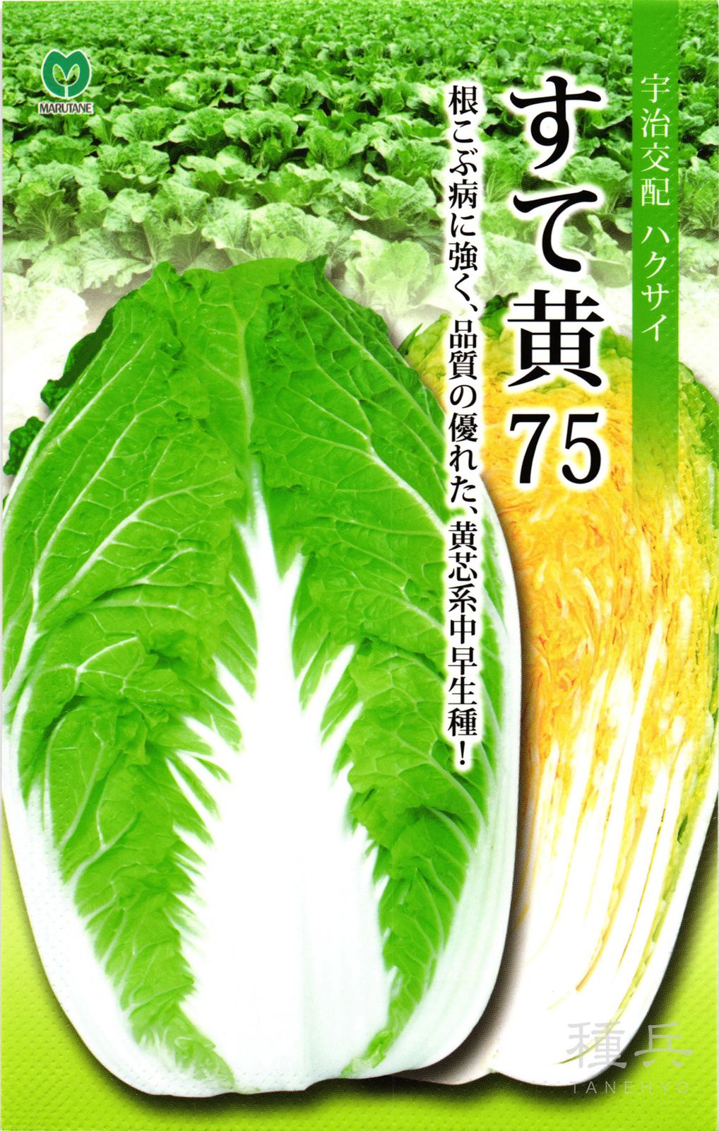 黄芯系中早生ハクサイ 種 『すて黄75』  丸種