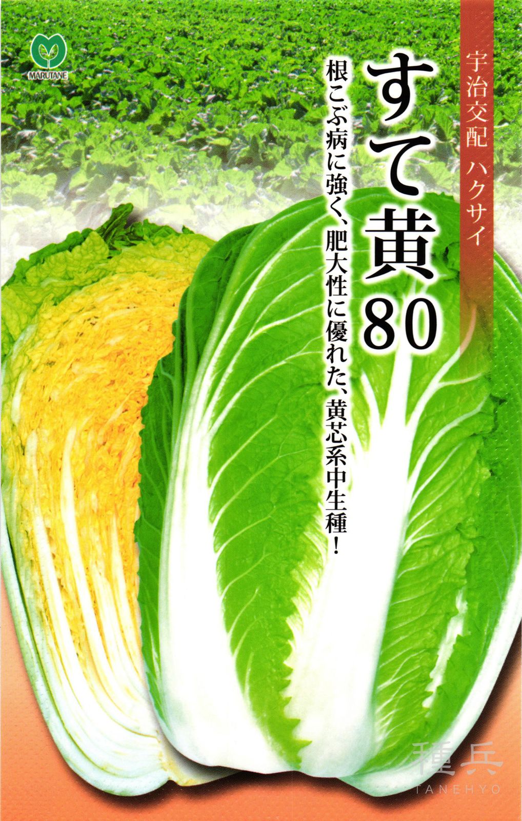 黄芯系中生種ハクサイ 種 『すて黄80』  丸種