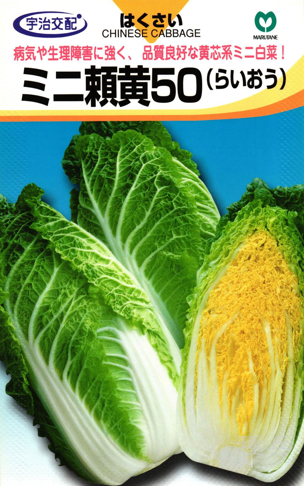 極早生ハクサイ 種 『ミニ頼黄50』 丸種 | たね,葉菜の種,ハクサイ