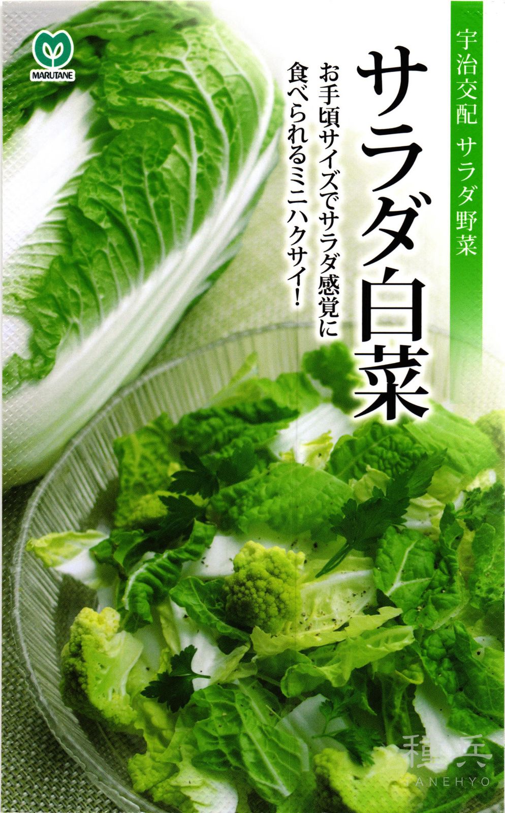 極早生ハクサイ 種 『サラダ白菜』  丸種