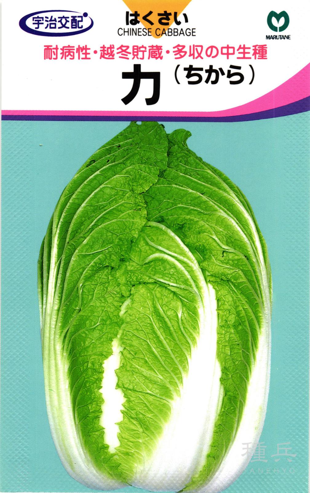 抜き菜用ハクサイ 種 『力』  丸種