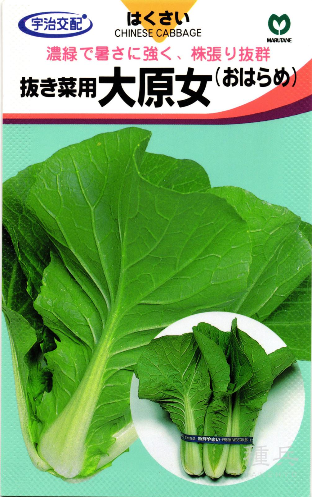 抜き菜用ハクサイ 種 『大原女/おはらめ』  丸種