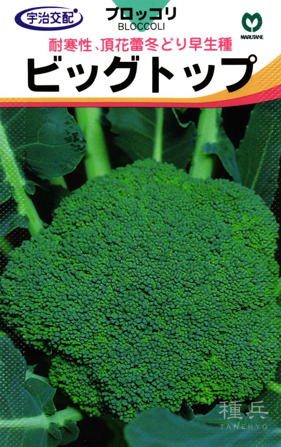 ブロッコリー 種 『ビッグトップ』  丸種