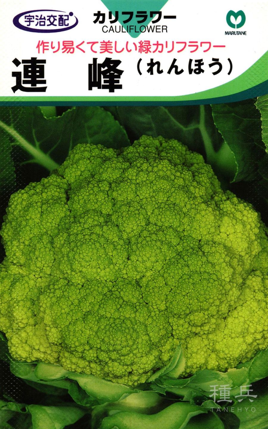 緑カリフラワー 種 『連峰』  丸種