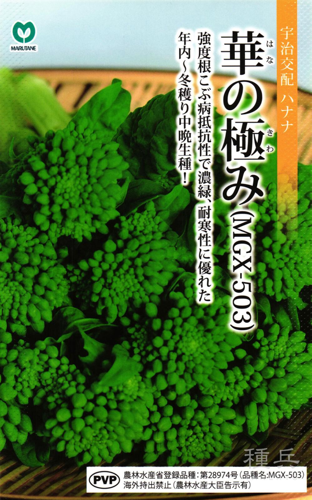年内～冬どり中晩生ナバナ 種 『華の極み』  丸種