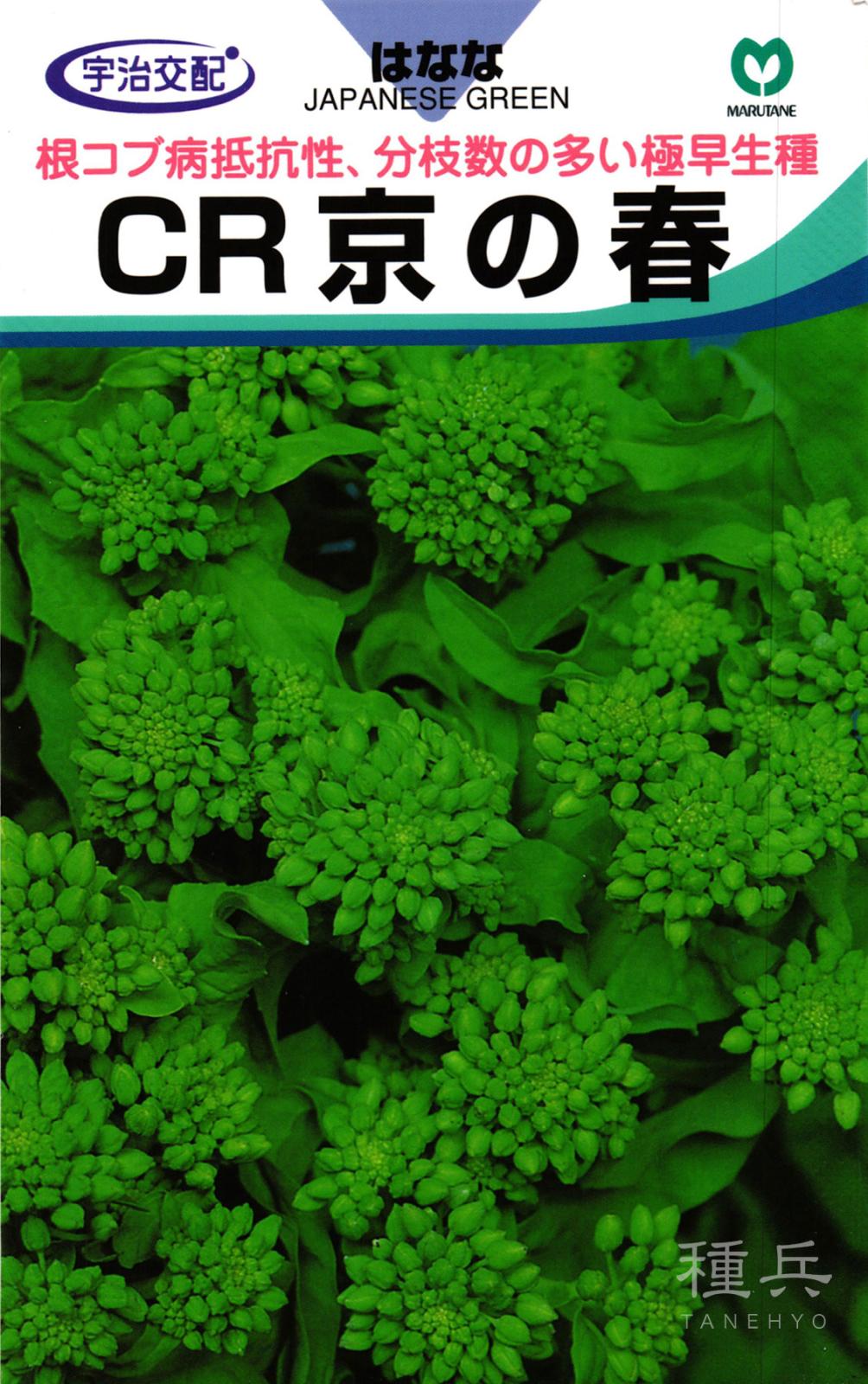 極早生ナバナ 種 『CR京の春』  丸種