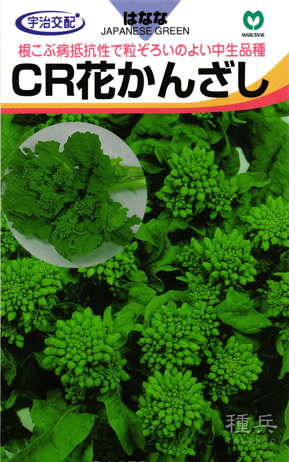 中生ナバナ 種 『CR花かんざし』  丸種