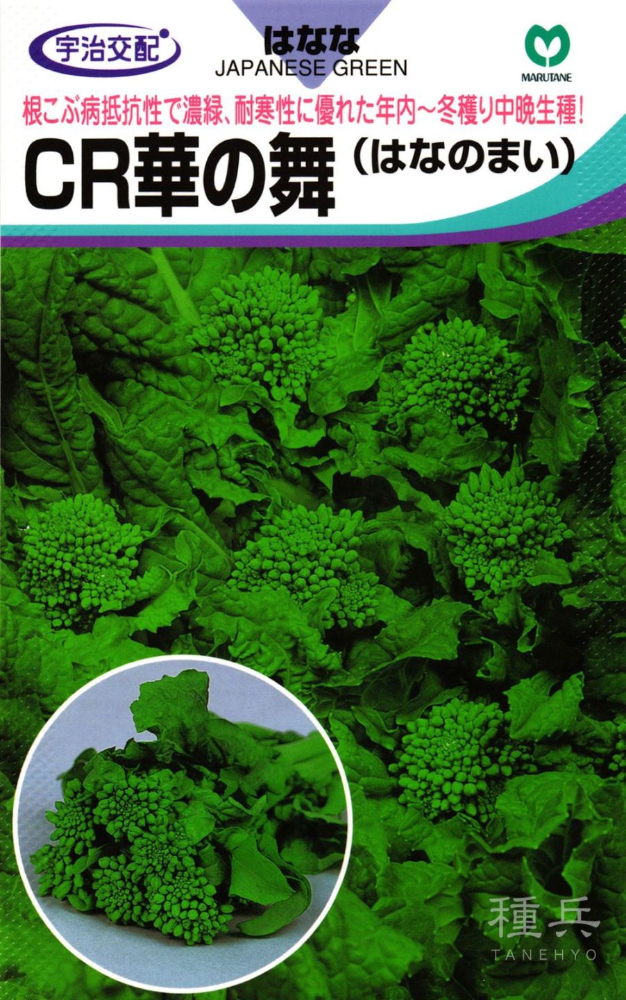 中晩生ナバナ 種 『CR華の舞』  丸種