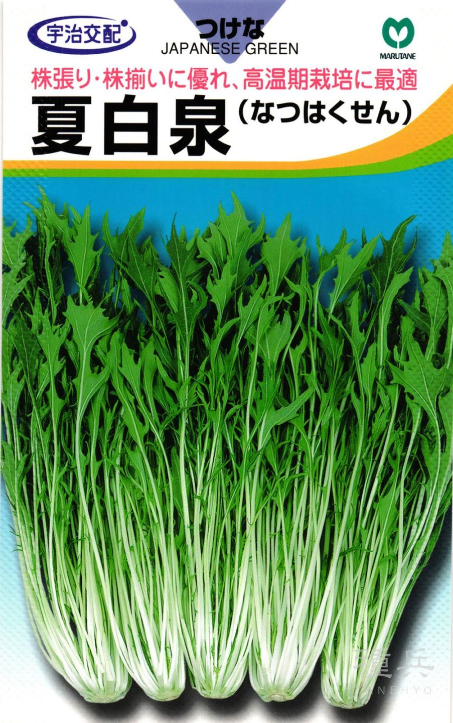 ミズナ 種 『夏白泉』  丸種