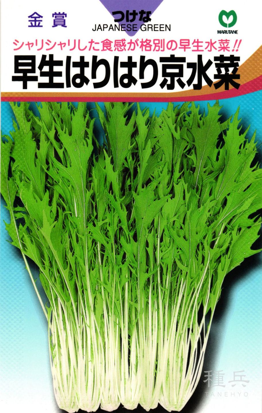 ミズナ 種 『早生はりはり京水菜』  丸種