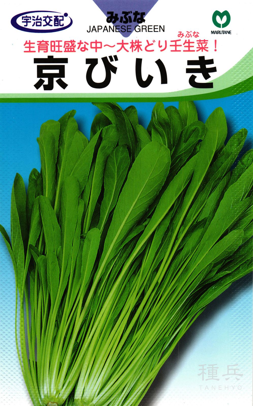 ミブナ 種 『京びいき』  丸種