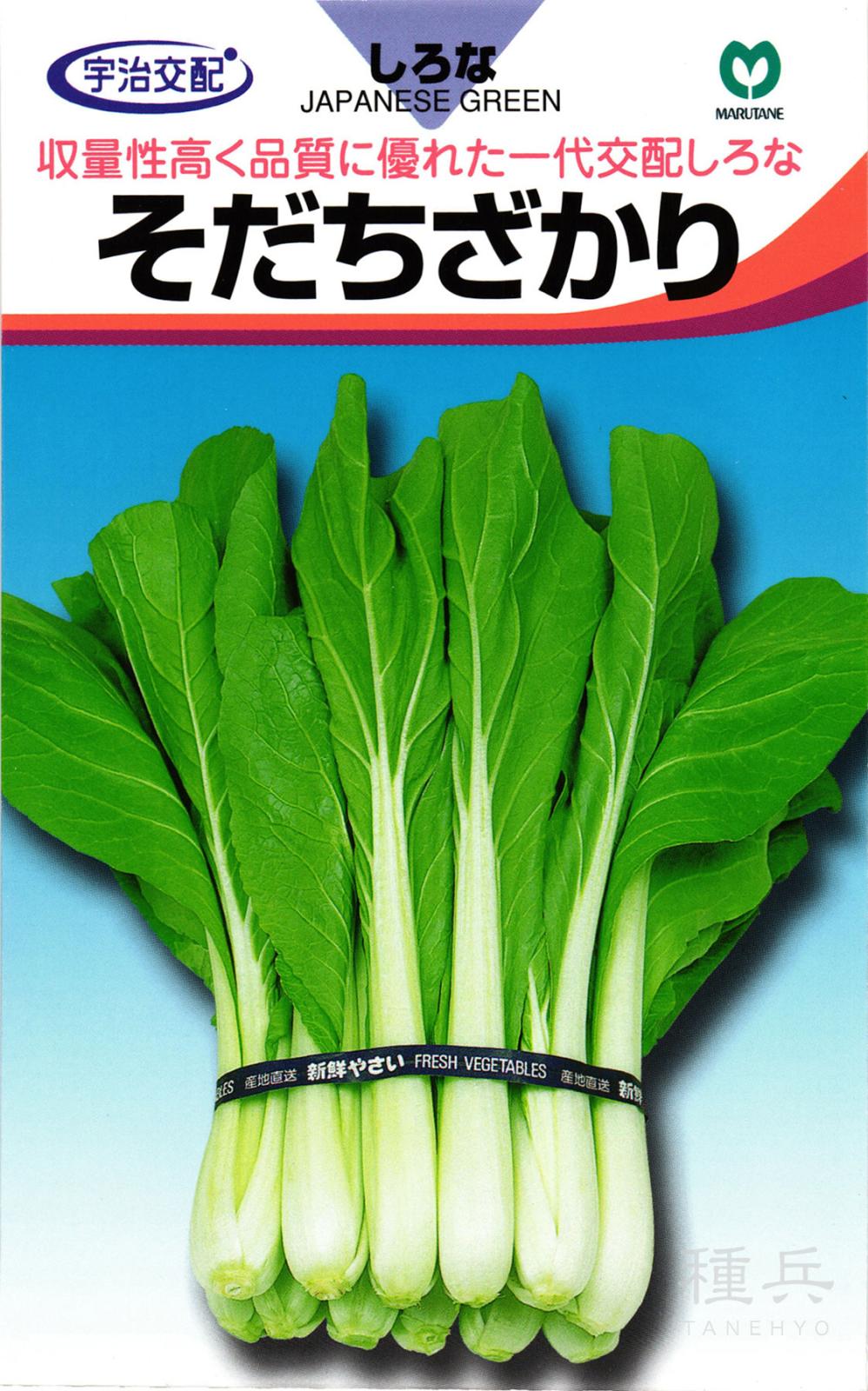 ツケナ 種 『そだちざかりしろな』  丸種