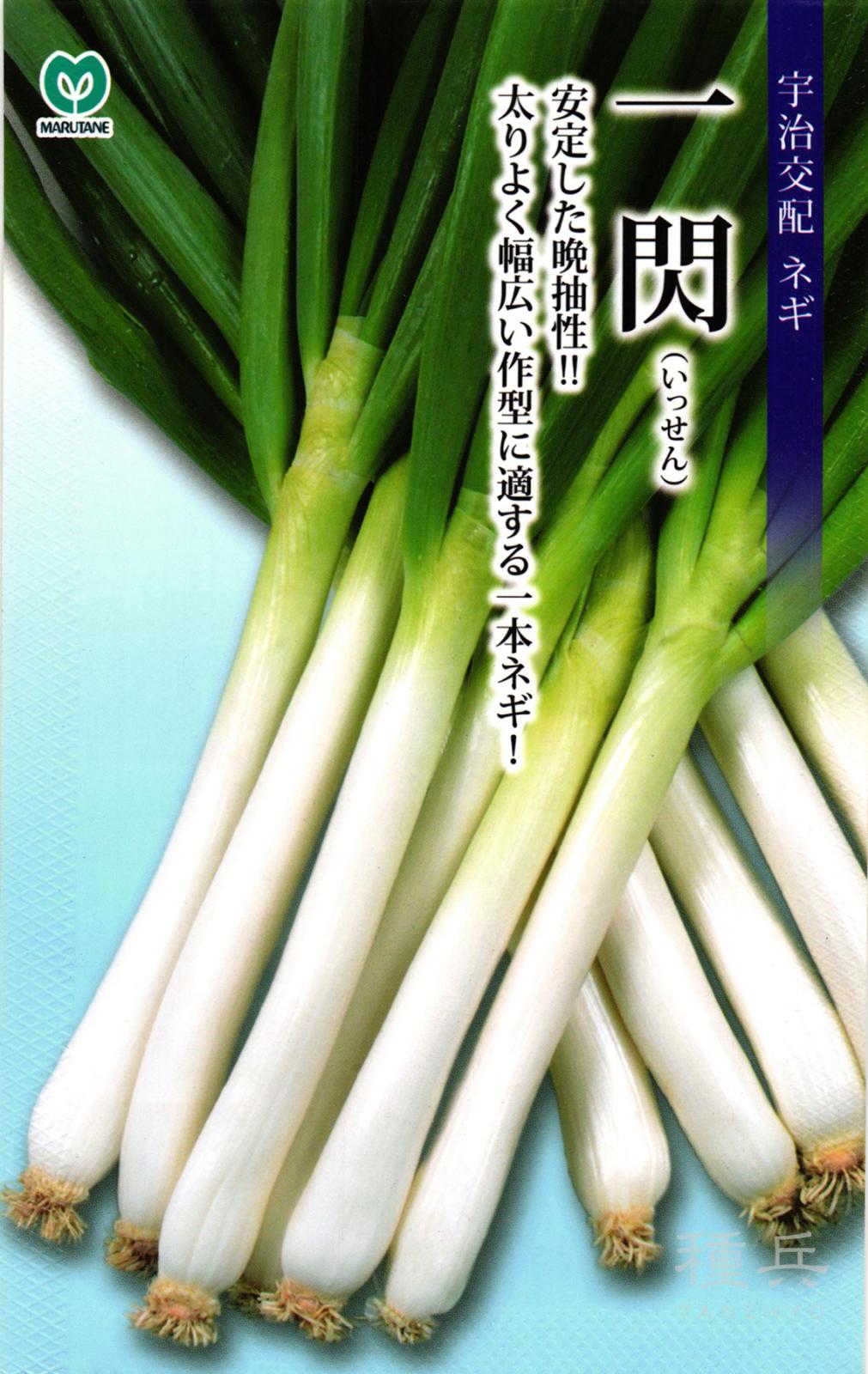 根深ネギ 種 『一閃』  丸種