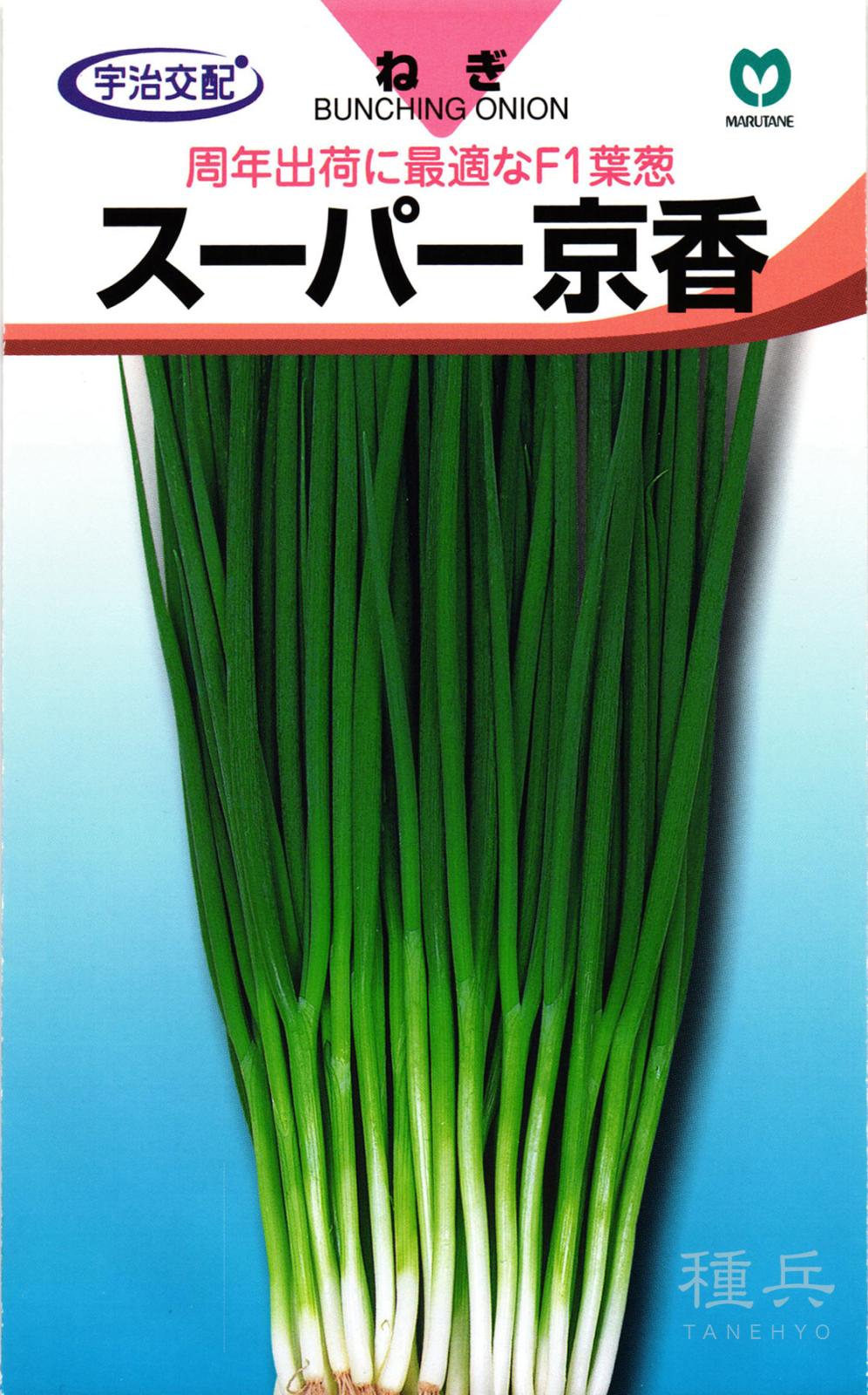 葉ネギ 種 『スーパー京香』  丸種