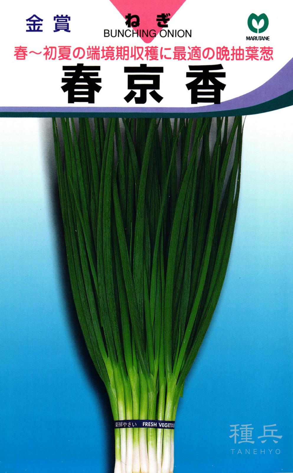ネギ 種 『春京香』  丸種