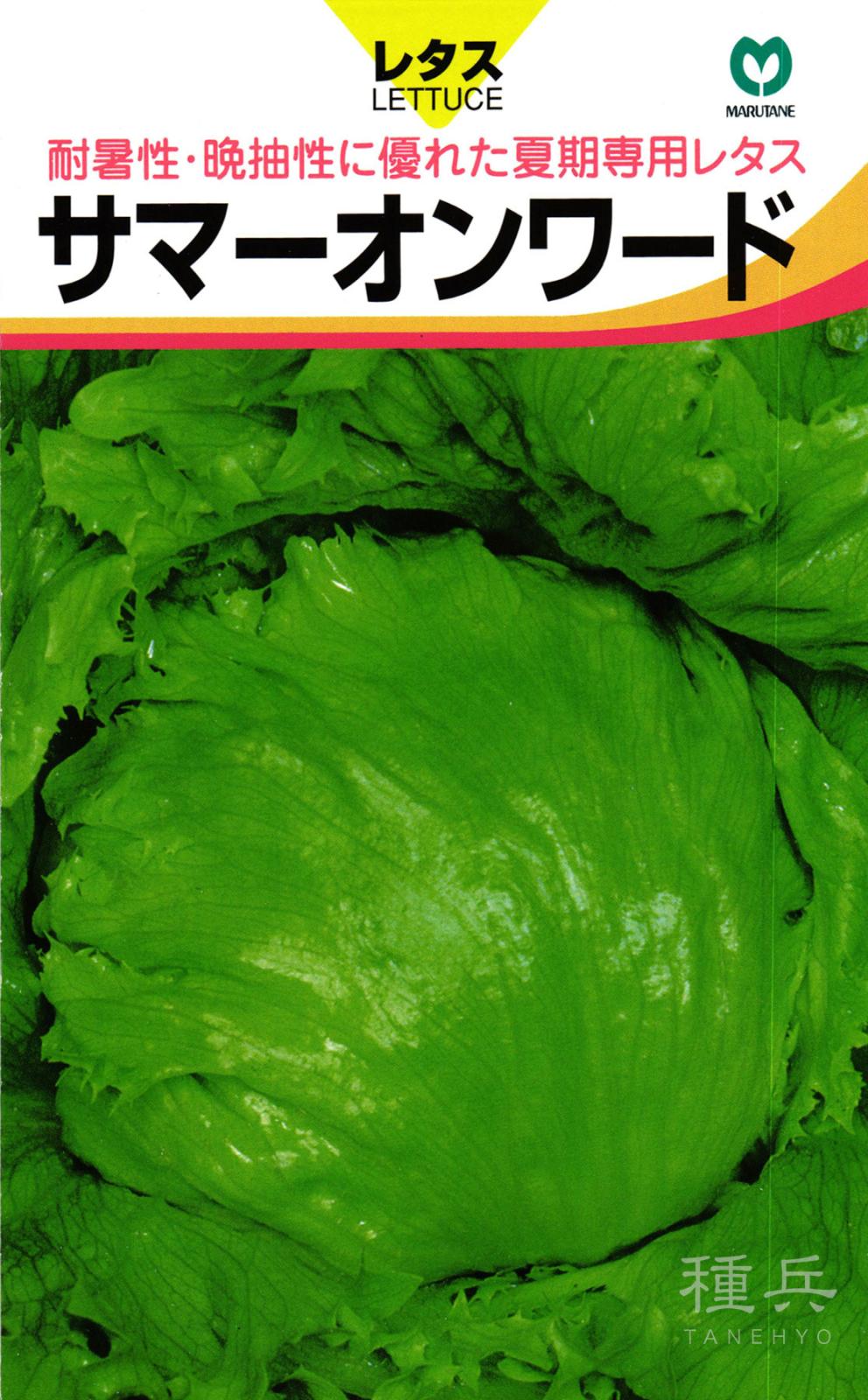 玉レタス 種 『サマーオンワード』  丸種